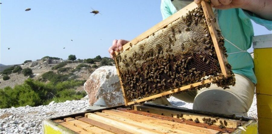 Κρατική ενίσχυση 20 εκατ. σε μελισσοκόμους και χοιροτρόφους