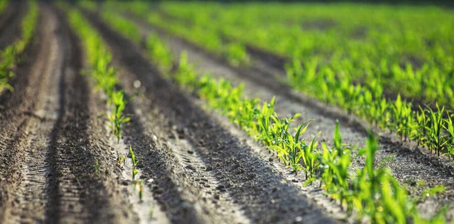 (Ελληνικά) Ξεκίνησαν οι αιτήσεις για τη Βιολογική Γεωργία