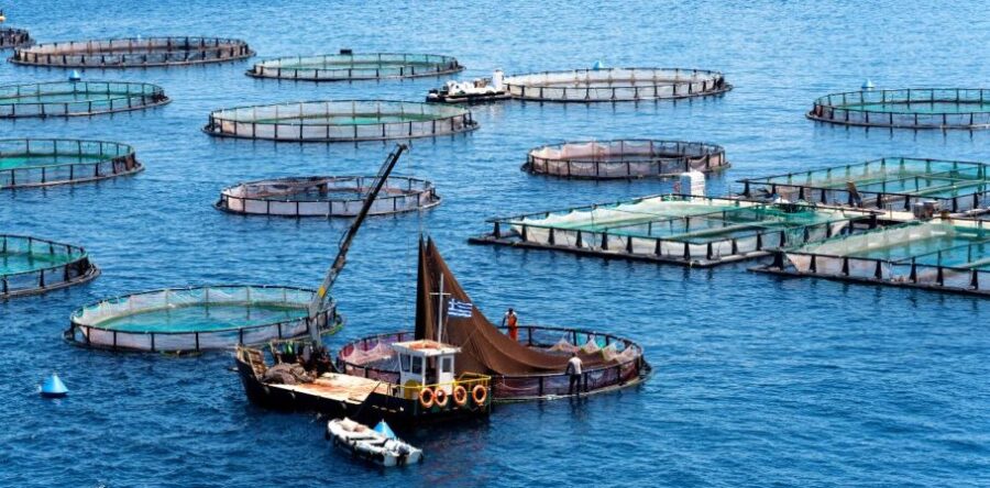 (Ελληνικά) Υδατοκαλλιέργειες: Επενδύσεις με επιδότηση έως 85% από το Ταμείο Ανάκαμψης